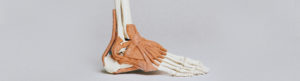 Aufbau der Fußmuskulatur und des Fußskeletts